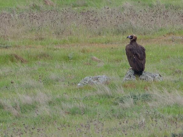 <h3><a href="/trips/extramadura/biota/animalia/chordata/aves/017 accipitriformes/004 accipitridae/aegypius monachus/aegypius monachus-nl.html">Aegypius&nbsp;monachus</a> / Cinereous&nbsp;vulture / Monniksgier</h3>OM-1 Mark II met OLYMPUS M.150-400mm F4.5, 1/2000 sec  bij F4.5, ISO 1600